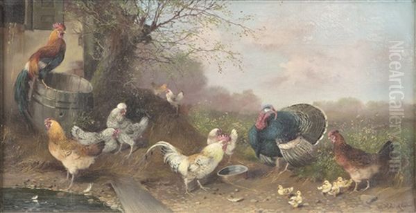 Chickens - view 1