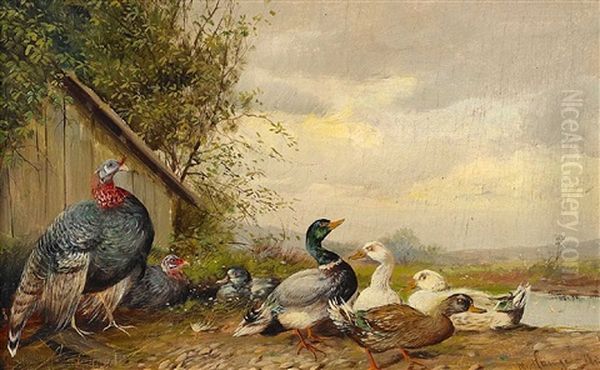 Truthahn Und Enten - view 1