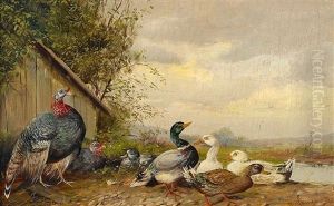 Truthahn Und Enten