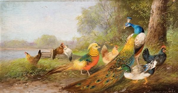 Huhnerhof Mit Pfau Und Enten - view 1