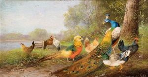 Huhnerhof Mit Pfau Und Enten