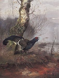 Balzender Auerhahn Im Moor An Einem Dunstigen Morgen