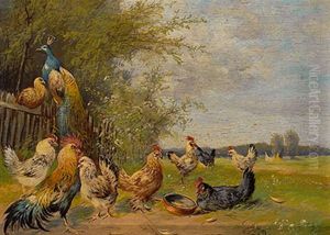 Pfau Und Huhner In Wiesenlandschaft Mit Zaun