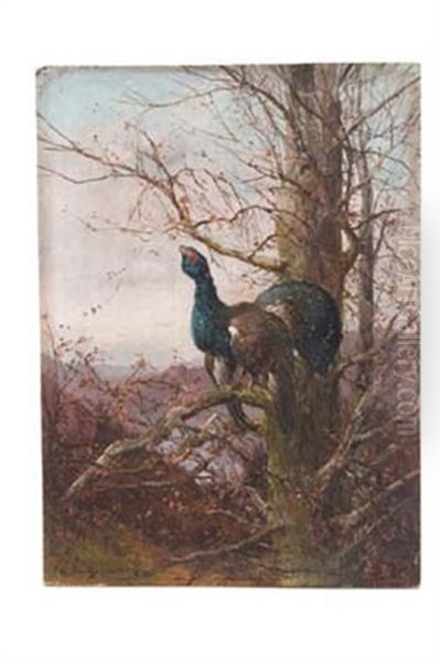 Balzender Auerhahn In Herbstlicher Landschaft - view 1