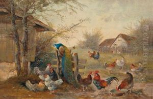 Huhnerhof Und Ein Pfau