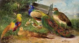 Peacocks And Pheasants by Max Josef Haenger Sr.