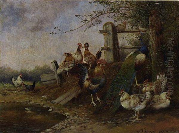 Huhnerhof Mit Hahn, Hennen Und Pfau - view 1