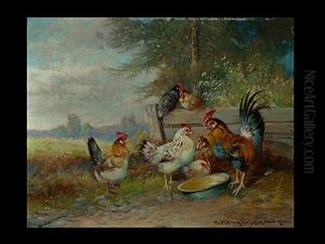 Huhner Vor Der Leeren Futterschussel Huhner Vor Der Leeren Futterschussel