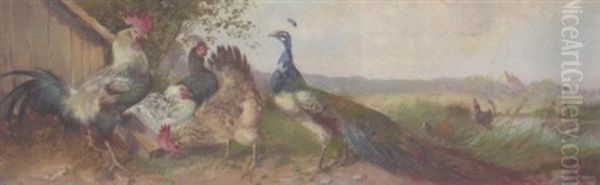 Peacock And Chickens - view 1