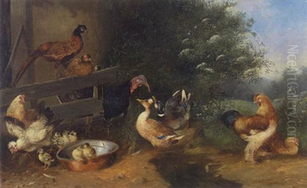 Hahn, Huhner, Kuken, Enten, Truthahn Und Fasane - view 1