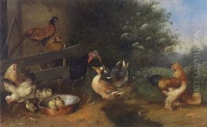 Hahn, Huhner, Kuken, Enten, Truthahn Und Fasane