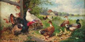 Enten Und Truthahne An Einem Weiher
