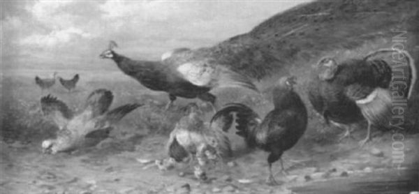 Huhneridylle, Die Durch Pfau Und Truthahn Gestort Wird - view 1