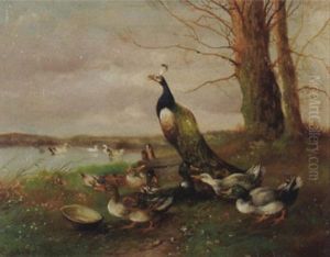 Enten Und Ein Pfau Vor Einem Seeufer