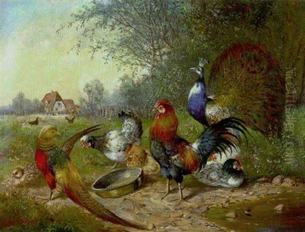 Pfau, Hahn, Huhner Und Kuken Am Futternapf - view 1