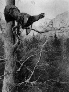Balzender Auerhahn Auf Ast Vor Dem Gebirge