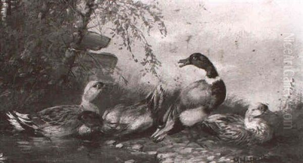 Enten Am Weiher - view 1