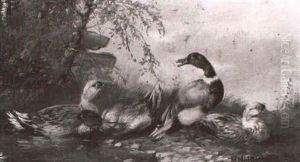 Enten Am Weiher