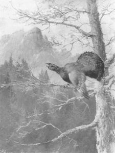 Balzender Auerhahn Balzender Auerhahn