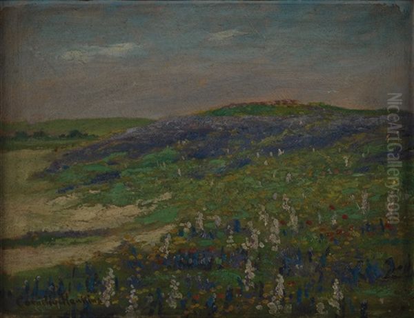 Flowering Field - view 1