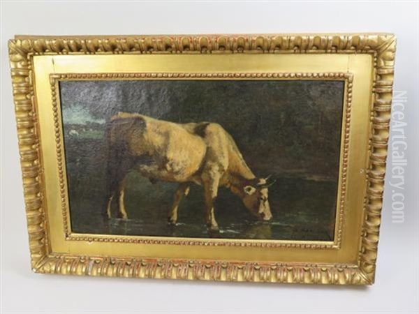 Taureau Charolais S'abreuvant Dans Un Point D'eau - view 1