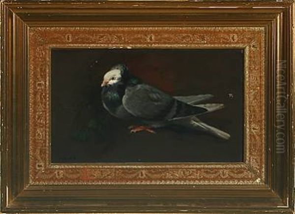A Pigeon - view 1