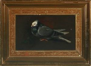 A Pigeon A Pigeon