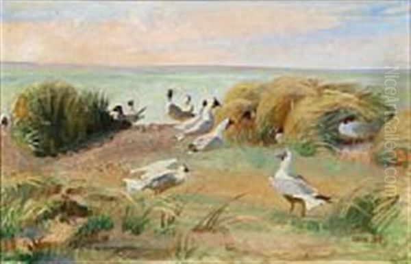 A Flock Of Seagulls At The Beach - view 1