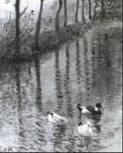 Enten Am Weiher - view 1