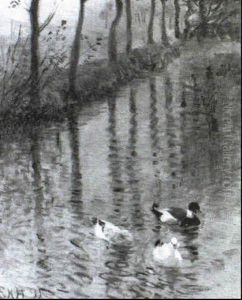 Enten Am Weiher