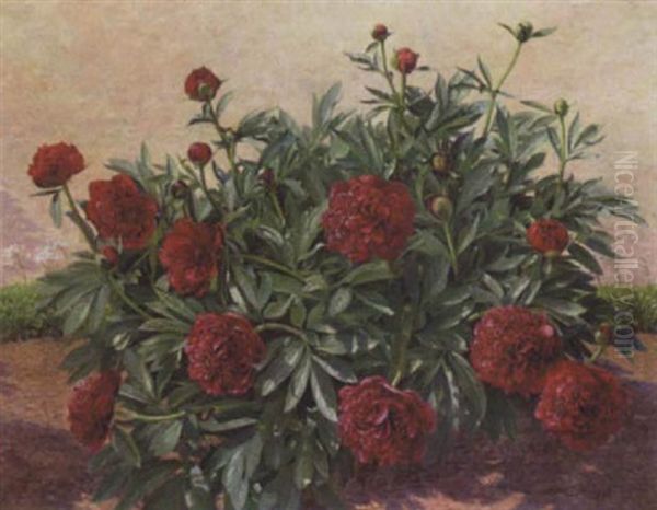 Blomstrende Paeoner - view 1