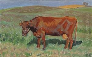 A Red Danish Cow
