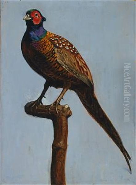 Pheasant - view 1