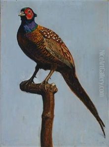 Pheasant Pheasant