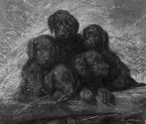 Funf Hundewelpen Im Stroh
