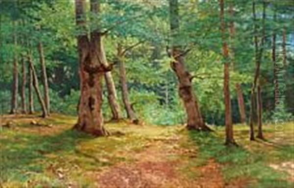A Danish Beech Wood Forest - view 1