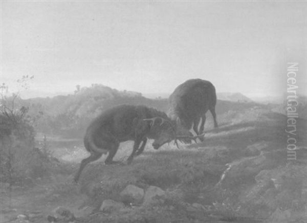 Hirschkampf Im Gebirge - view 1