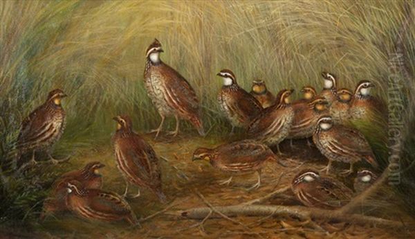 Family Of Quail - view 1