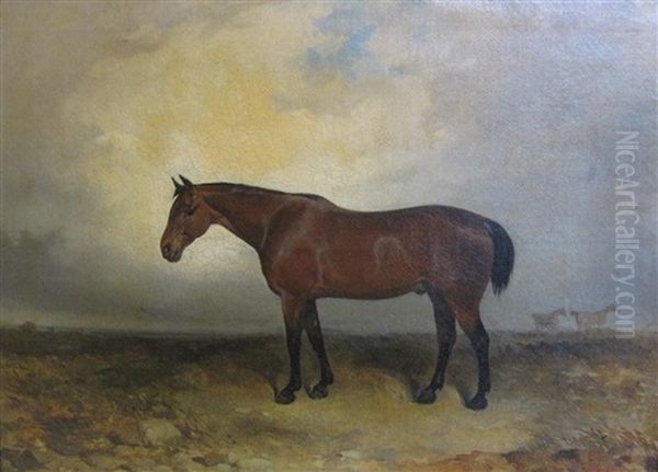 A Bay Hunter On A Moor - view 1