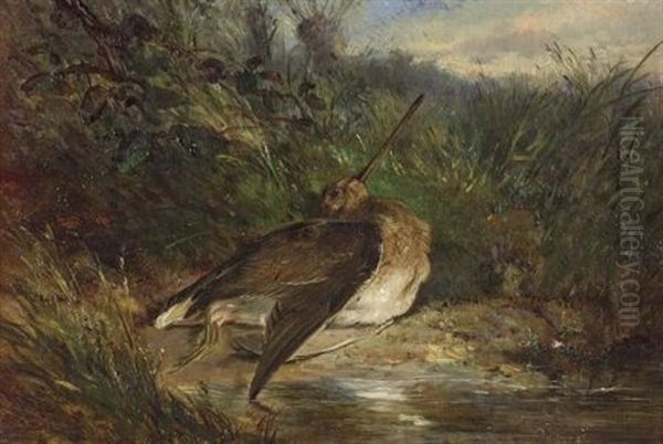 Snipe - view 1