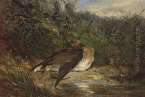 Snipe