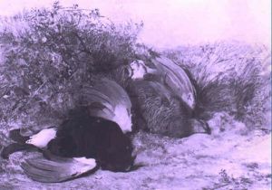 Black Cock And Grouse by James Hardy Jr.