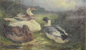 Three Ducks By A Pool