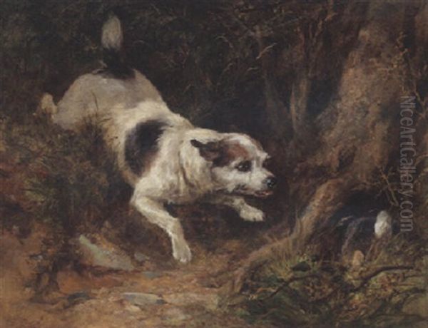 A Terrier Rabbiting - view 1