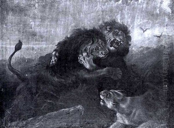 Lions Fighting Over A Lioness - view 1