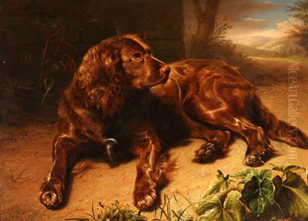 Spaniel Resting In A Forest - view 1