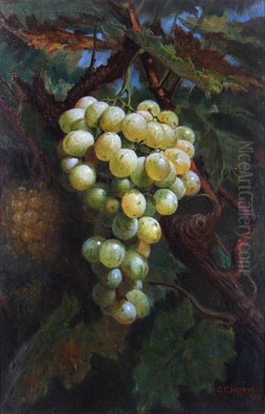 Ripening Muscatts - view 1