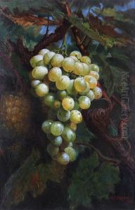 Ripening Muscatts Ripening Muscatts