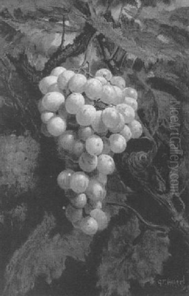 Ripening Muscatts, Grown By The Marquess Of Bute - view 1