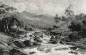 Trout On Stream